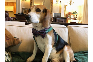 Beagle hotsell bow tie